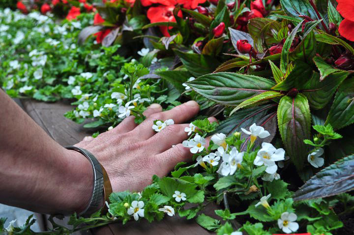 A hand resting among red and white garden flowers